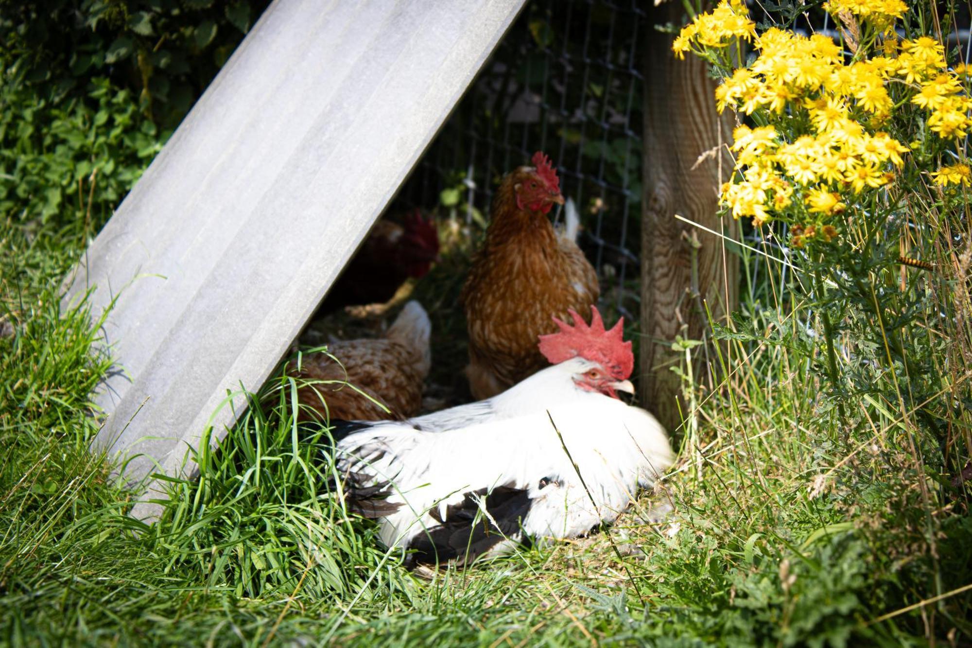 Home Farm & Lodge Bawtry Ngoại thất bức ảnh